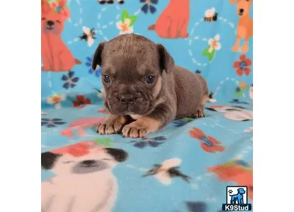a french bulldog puppy lying on a bed