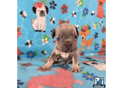 a french bulldog dog sitting on a colorful blanket