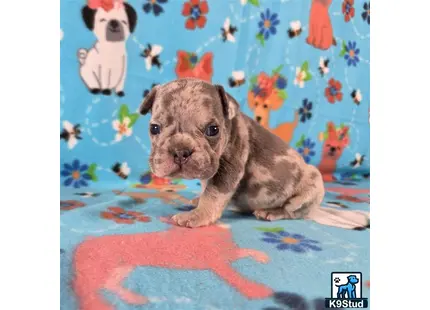a french bulldog dog sitting on a bed