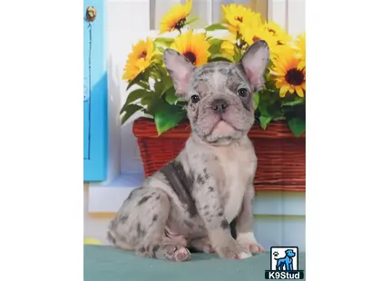 a small french bulldog dog sitting on a table