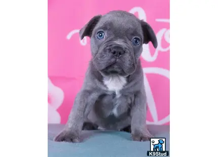 a small french bulldog puppy with blue eyes