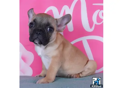a small french bulldog dog sitting