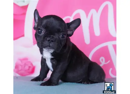 a small black french bulldog puppy