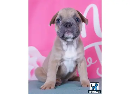 a french bulldog dog sitting on a bed