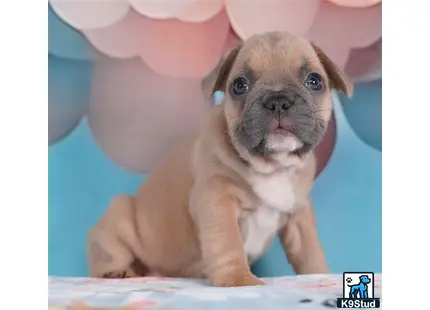 a french bulldog dog with a human face