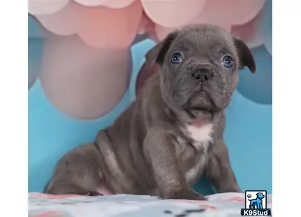 a small french bulldog puppy with blue eyes