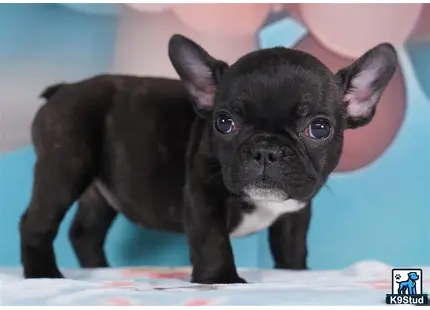 a small black french bulldog dog