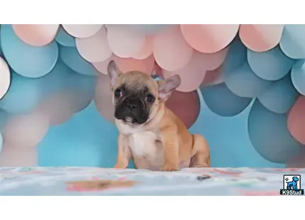 a small french bulldog dog in a room