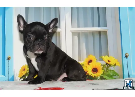 a french bulldog dog sitting on a table