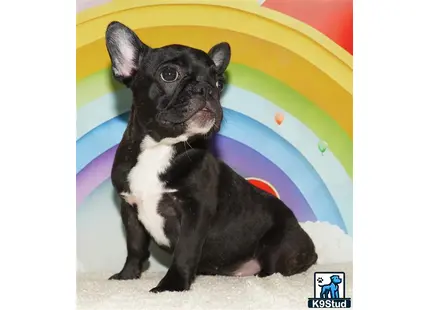 a black and white french bulldog dog