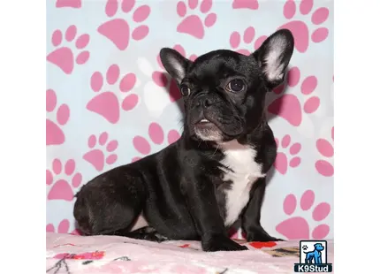 a small black french bulldog dog