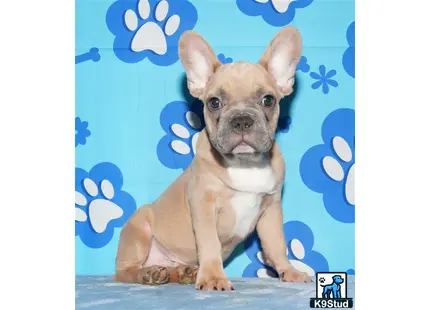 a french bulldog dog sitting on a table