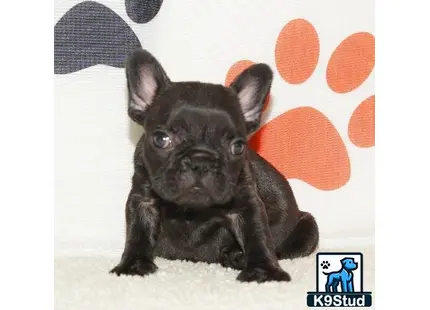 a small black french bulldog dog