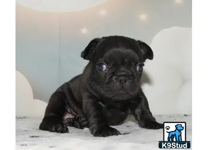 a small black french bulldog puppy