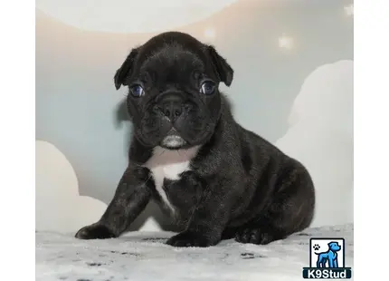 a small black french bulldog puppy