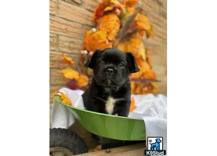 a french bulldog dog sitting in a garbage can with a pile of leaves on it