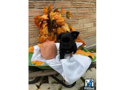 a french bulldog dog sitting in a chair with a pumpkin on it