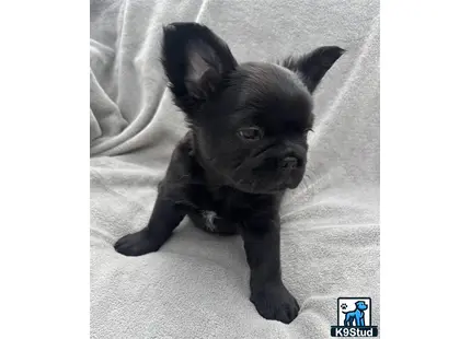a small black french bulldog puppy