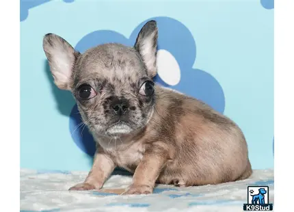 a small brown animal