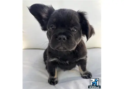 a black french bulldog puppy with a white background