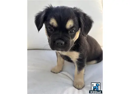 a small french bulldog puppy looking at the camera