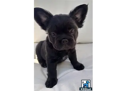 a small black french bulldog puppy