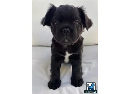 a black french bulldog puppy with a white background