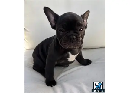 a black french bulldog dog sitting on a white surface