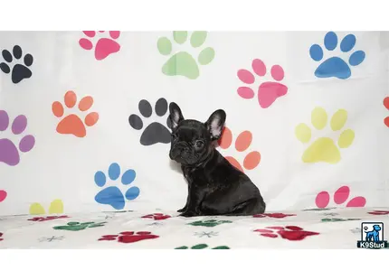 a french bulldog dog sitting on a bed