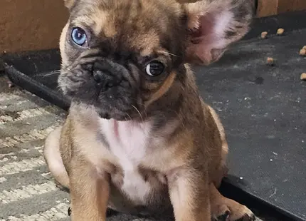 French Bulldog puppy for sale: Brindle French Bulldog puppy sitting with a toy on the floor