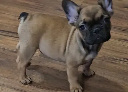 French Bulldog puppy for sale: Brindle French Bulldog puppy standing on wooden floor