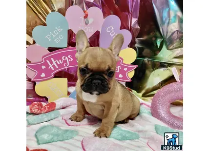 a french bulldog dog wearing bunny ears