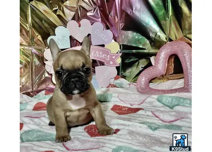 a french bulldog dog wearing a garment