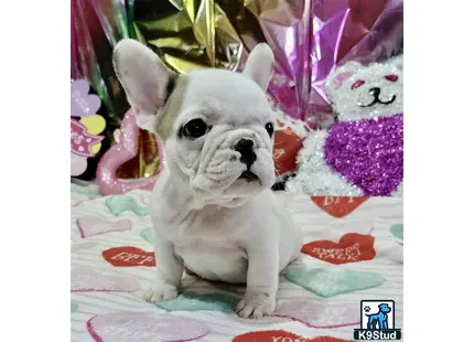 a small white french bulldog dog