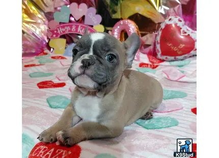 a french bulldog dog wearing a garment