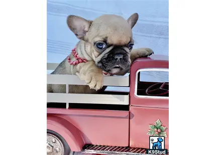 a french bulldog dog in a car