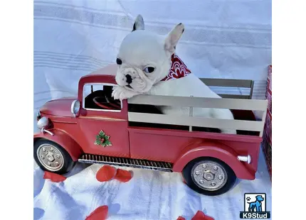 a french bulldog dog in a car
