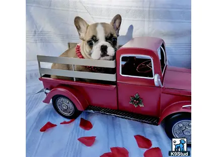 a french bulldog dog in a toy car