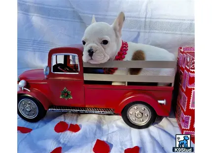 a french bulldog dog in a red truck