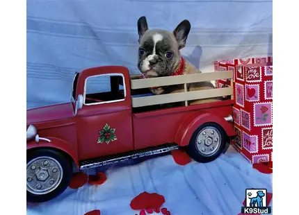 Error: Operation returned an invalid status code 429<br/>Stack Trace:    at Microsoft.Azure.CognitiveServices.Vision.ComputerVision.ComputerVisionClient.<DescribeImageInStreamWithHttpMessagesAsync>d__41.MoveNext()
--- End of stack trace from previous location where exception was thrown ---
   at System.Runtime.ExceptionServices.ExceptionDispatchInfo.Throw()
   at System.Runtime.CompilerServices.TaskAwaiter.HandleNonSuccessAndDebugger