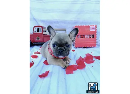 Error: Operation returned an invalid status code 429<br/>Stack Trace:    at Microsoft.Azure.CognitiveServices.Vision.ComputerVision.ComputerVisionClient.<DescribeImageInStreamWithHttpMessagesAsync>d__41.MoveNext()
--- End of stack trace from previous location where exception was thrown ---
   at System.Runtime.ExceptionServices.ExceptionDispatchInfo.Throw()
   at System.Runtime.CompilerServices.TaskAwaiter.HandleNonSuccessAndDebugger