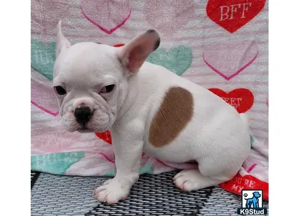 a white and brown french bulldog puppy