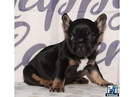 a small black french bulldog dog