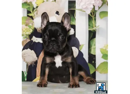 a small black french bulldog dog