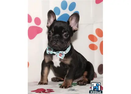 a small black french bulldog dog