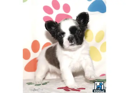a small french bulldog puppy on a blanket