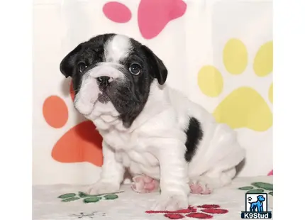 a french bulldog puppy sitting on a blanket
