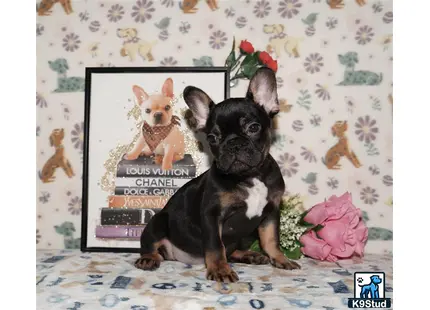 a french bulldog dog sitting on a bed