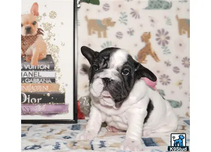a french bulldog dog sitting on a bed