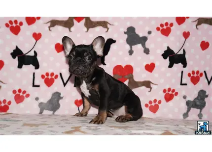 a french bulldog dog sitting on a bed